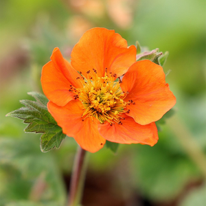Geum Borisii