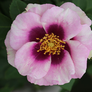 Rosa Eyes for You ('Pejbigeye') (PBR)