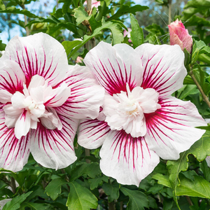 Hibiscus syriacus Starburst Chiffon ('Rwoods6') (PBR) (Chiffon Series)