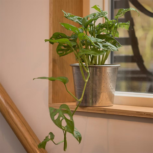 Monstera adansonii Monkey Mask