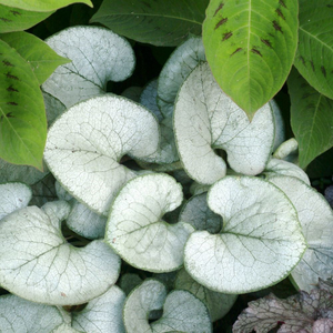 Brunnera macrophylla Looking Glass (PBR)