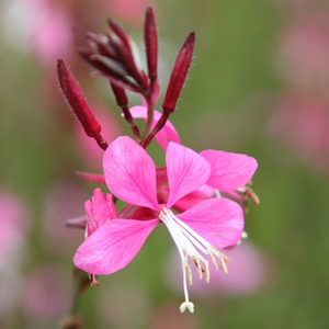 Oenothera lindheimeri Siskiyou Pink