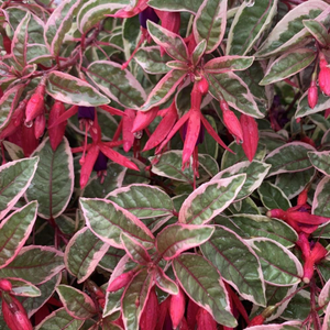 Fuchsia Sunray