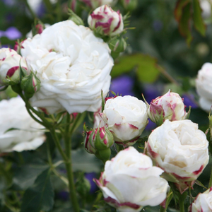 Rosa Boule de Neige
