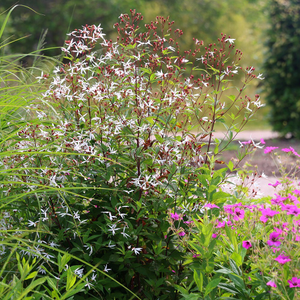 Gillenia trifoliata 