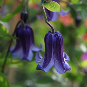Clematis Rooguchi