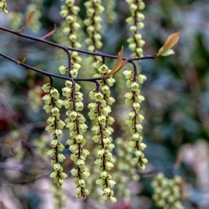 Stachyurus chinensis Celina