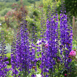 Delphinium Black Knight Group