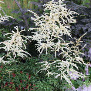 Aruncus dioicus Kneiffi