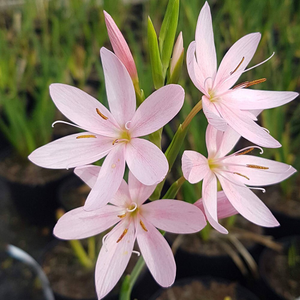 Hesperantha coccinea Mrs Hegarty