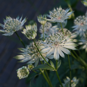 Astrantia major subsp. involucrata Shaggy