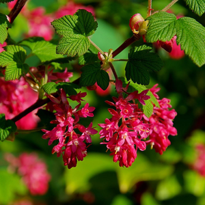 Ribes sanguineum King Edward VII