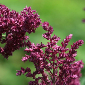 Salvia nemorosa Schwellenburg