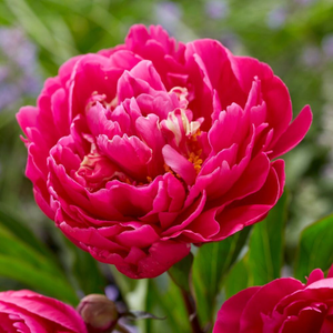 Paeonia lactiflora Karl Rosenfield