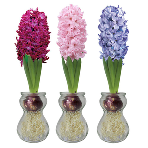 Hyacinth vase 