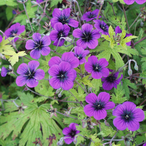 Geranium Ann Folkard