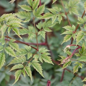 Aruncus Horatio