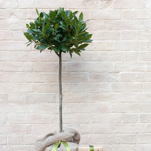 Laurus nobilis 