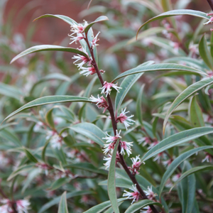 Sarcococca hookeriana var. digyna Purple Stem