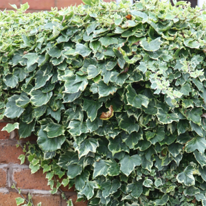 Hedera helix Glacier