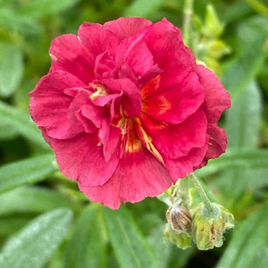 Helianthemum Cerise Queen