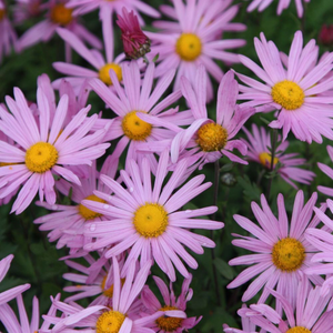 Chrysanthemum Clara Curtis