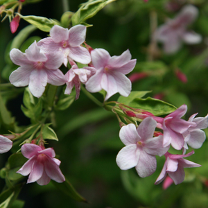 Jasminum × stephanense 