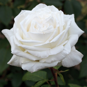 Rosa White Perfumella ('Meicalanq') (PBR)