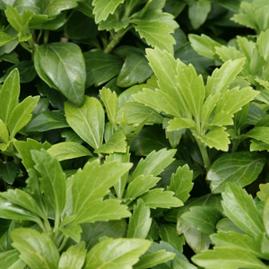 Pachysandra terminalis 