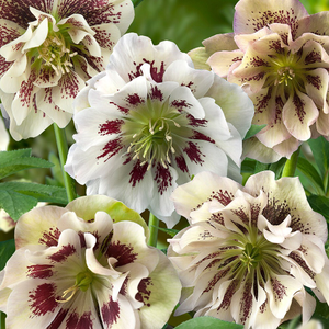 Helleborus × hybridus Double Ellen White Spotted