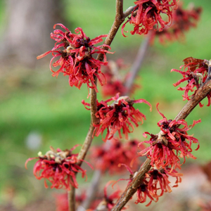 Hamamelis × intermedia Diane