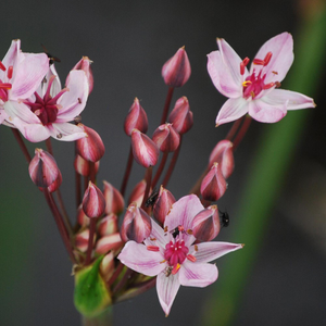Butomus umbellatus