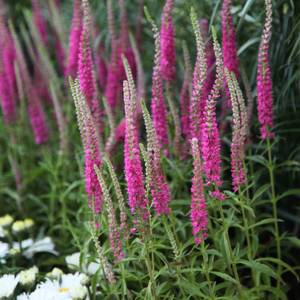 Veronica spicata Rotfuchs