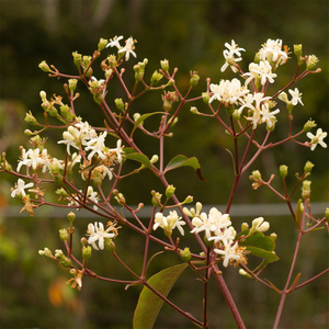 Heptacodium miconioides 