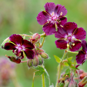 Geranium phaeum 