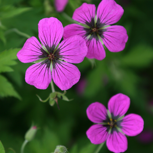 Geranium psilostemon 