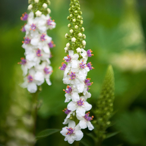 Verbascum chaixii Album