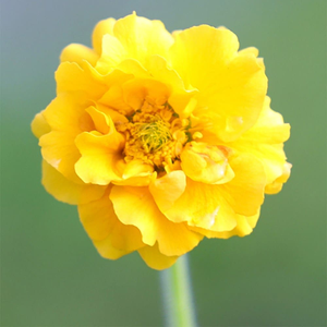 Geum Lady Stratheden