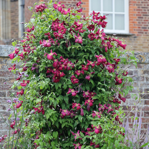 Clematis Kermesina