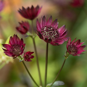 Astrantia Hadspen Blood