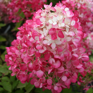 Hydrangea paniculata Diamant Rouge ('Rendia') (PBR)