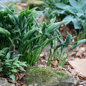 Hosta Praying Hands