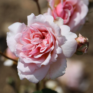 Rosa Felicia