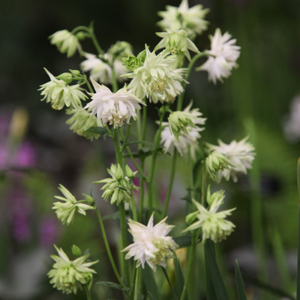 Aquilegia vulgaris var. stellata White Barlow (Barlow Series)