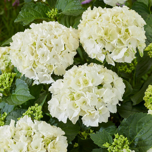Hydrangea macrophylla White