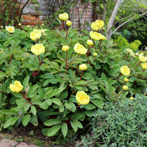 Paeonia daurica subsp. mlokosewitschii