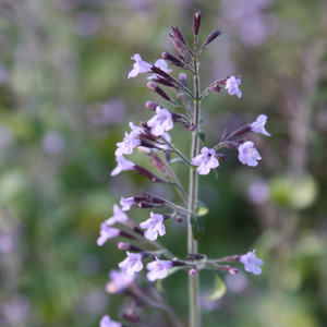 Calamintha nepeta subsp. nepeta Blue Cloud