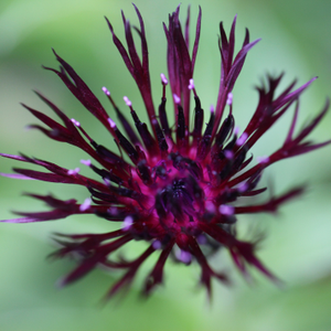 Centaurea Jordy
