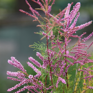 Tamarix ramosissima Pink Cascade