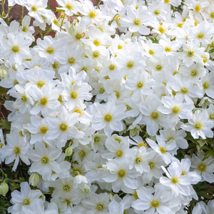 Clematis × cartmanii Avalanche (PBR)